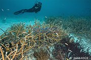 Cnidaires Corals